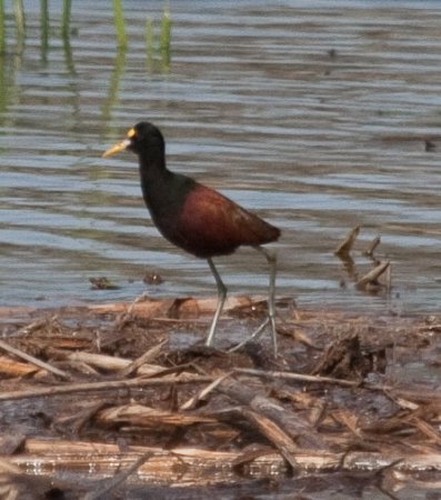 Photo (21): Northern Jacana