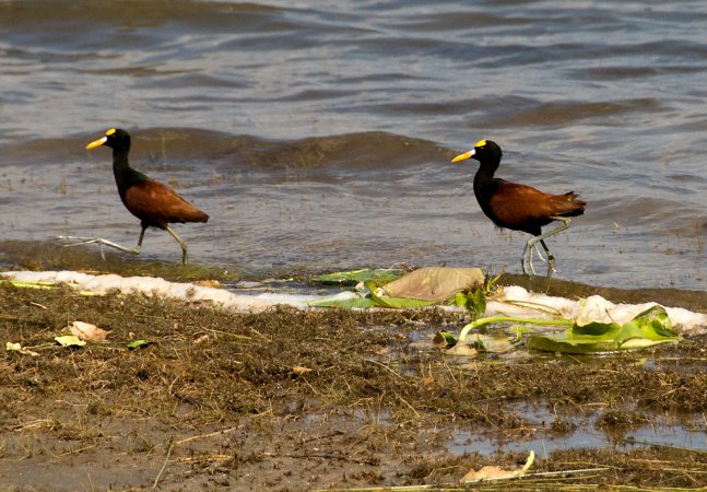 Photo (9): Northern Jacana