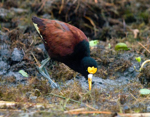 Photo (6): Northern Jacana