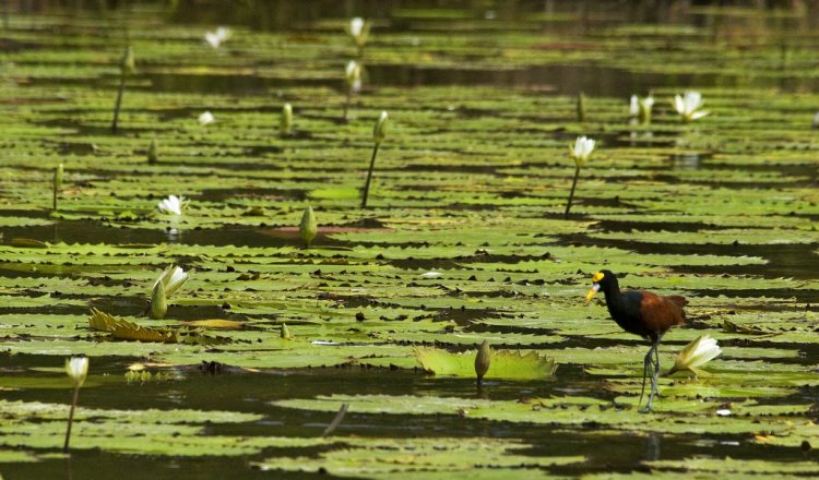 Photo (13): Northern Jacana