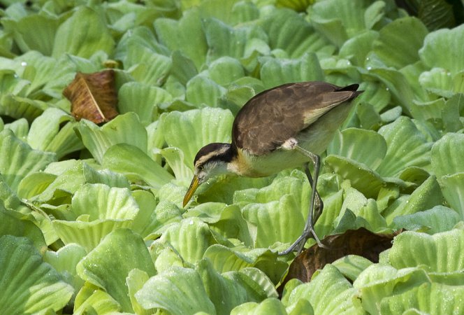 Photo (23): Northern Jacana
