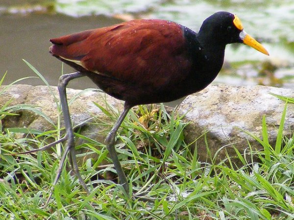 Photo (5): Northern Jacana