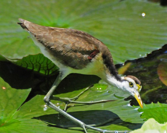 Photo (24): Northern Jacana