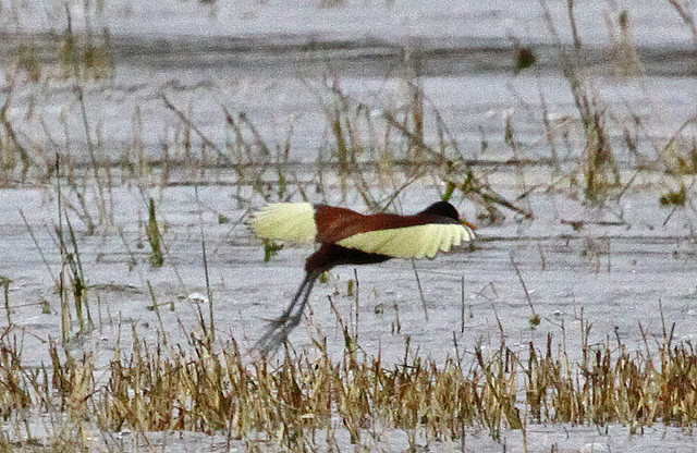 Photo (15): Northern Jacana