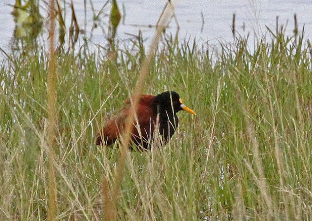 Photo (18): Northern Jacana