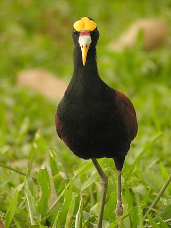 Photo (4): Northern Jacana