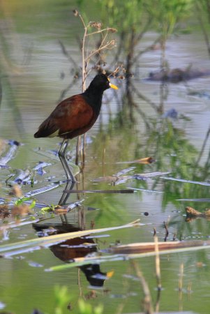 Photo (11): Northern Jacana