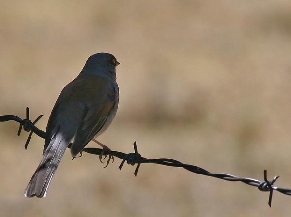 Photo (11): Yellow-eyed Junco