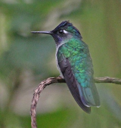 Photo (18): Violet-headed Hummingbird