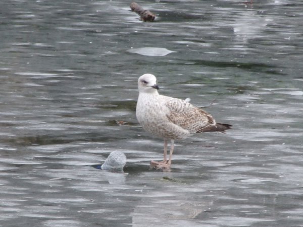 Photo (17): Herring Gull