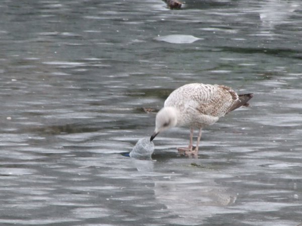 Photo (16): Herring Gull