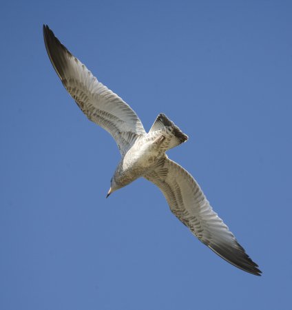 Photo (10): Herring Gull