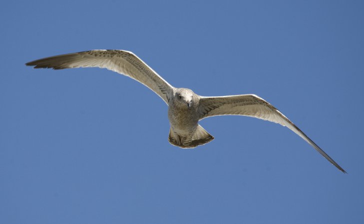 Photo (11): Herring Gull