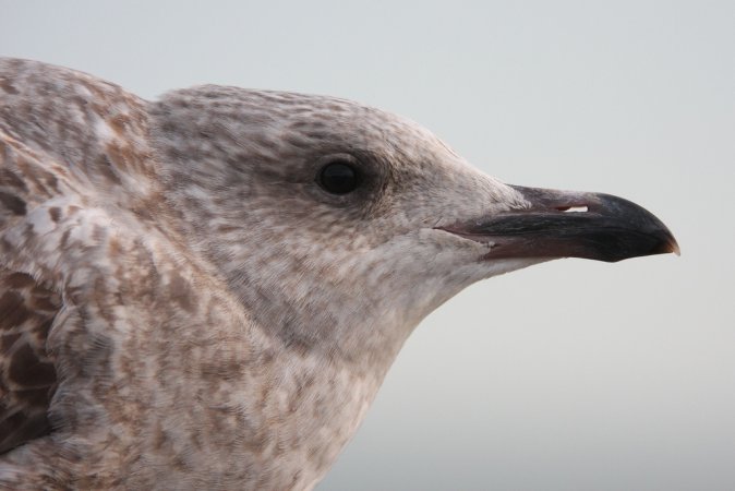 Photo (9): Herring Gull