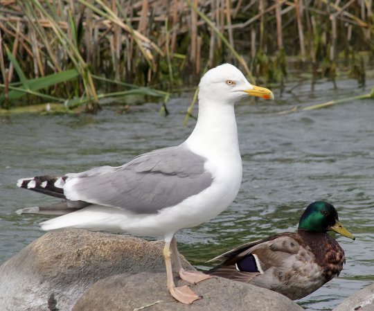 Photo (2): Herring Gull