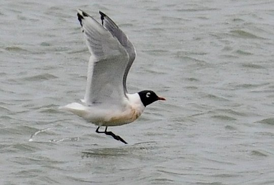 Photo (8): Franklin's Gull