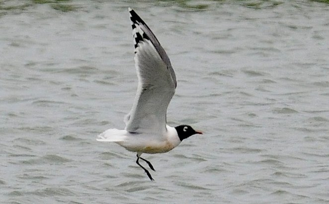 Photo (13): Franklin's Gull