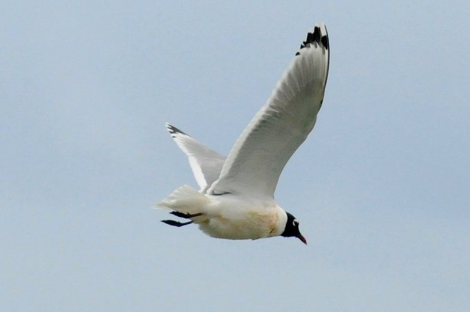 Photo (6): Franklin's Gull