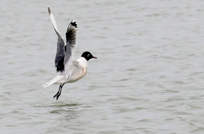 Photo (7): Franklin's Gull