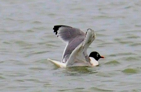 Photo (12): Franklin's Gull