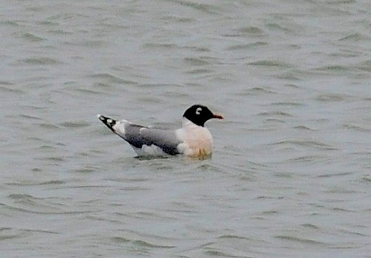 Photo (9): Franklin's Gull