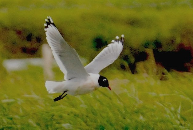 Photo (10): Franklin's Gull