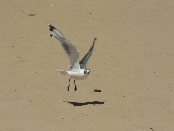 Photo (14): Franklin's Gull