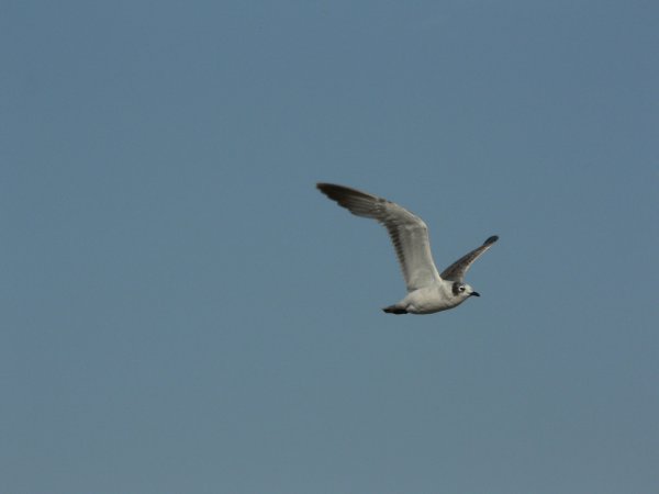 Photo (15): Franklin's Gull