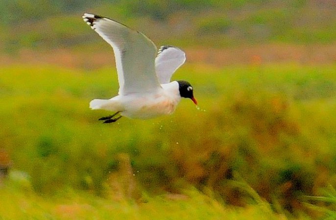 Photo (11): Franklin's Gull