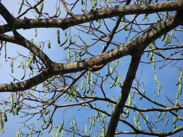 Photo (2): Streak-headed Woodcreeper