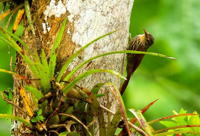 Photo (5): Streak-headed Woodcreeper