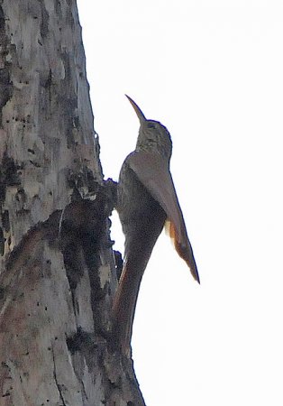 Photo (6): Streak-headed Woodcreeper