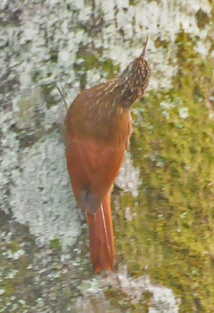 Photo (8): Streak-headed Woodcreeper
