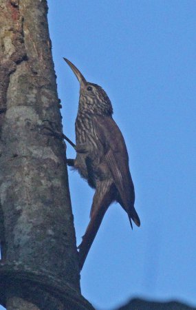 Photo (9): Streak-headed Woodcreeper
