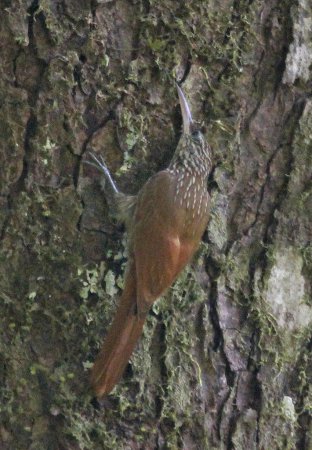 Photo (4): Streak-headed Woodcreeper