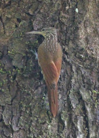 Photo (10): Streak-headed Woodcreeper