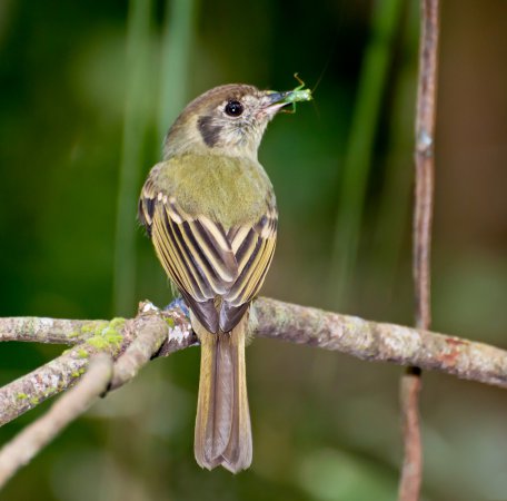 Photo (3): Sepia-capped Flycatcher