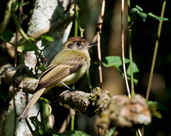 Photo (4): Sepia-capped Flycatcher