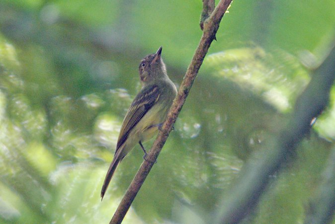 Photo (6): Sepia-capped Flycatcher