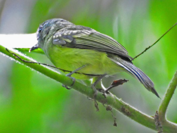 Photo (2): Slaty-capped Flycatcher