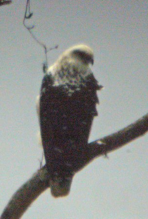 Photo (6): White Hawk