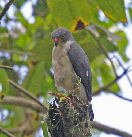 Photo (1): Semiplumbeous Hawk