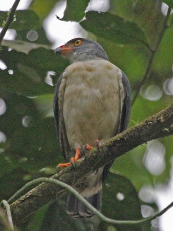 Photo (2): Semiplumbeous Hawk