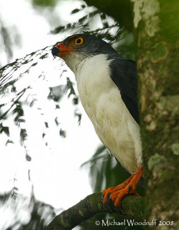 Photo (3): Semiplumbeous Hawk