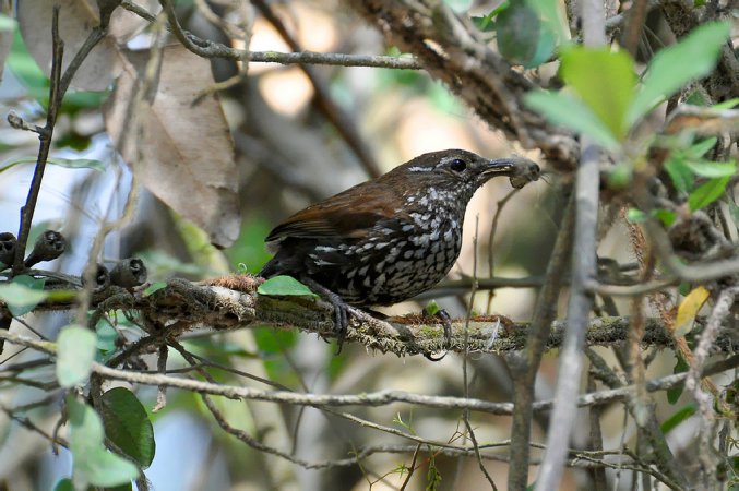 Photo (2): Sharp-tailed Streamcreeper