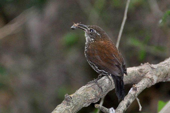 Photo (1): Sharp-tailed Streamcreeper