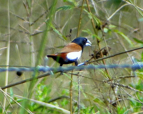 Photo (3): Tricolored Munia