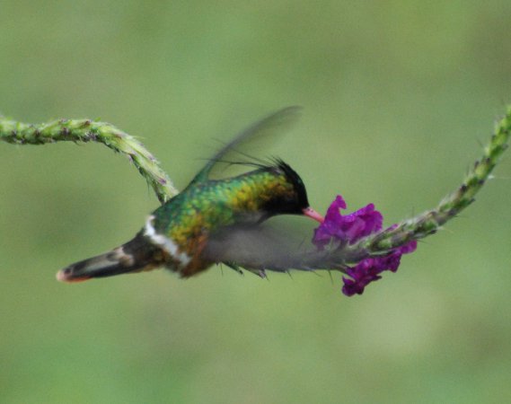 Photo (6): Black-crested Coquette