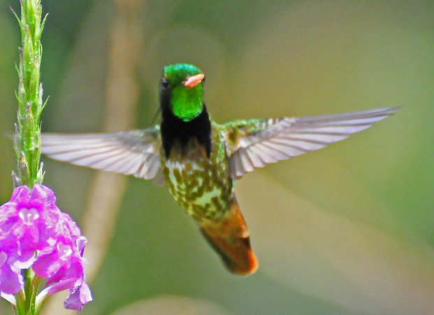 Photo (3): Black-crested Coquette