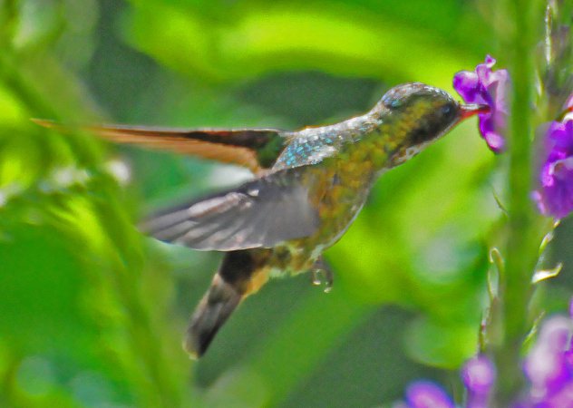 Photo (2): Black-crested Coquette